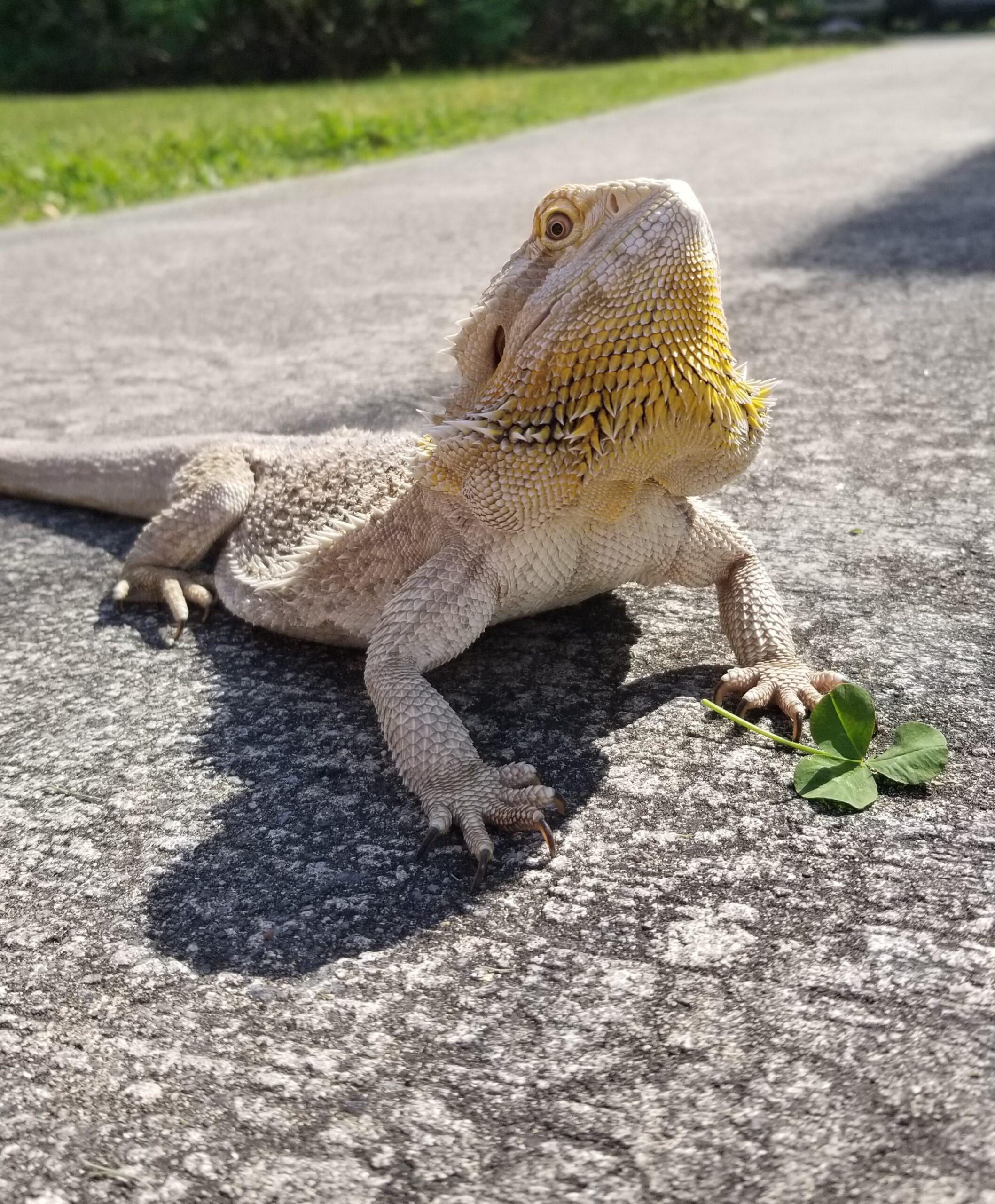 ? Pet Nutrition